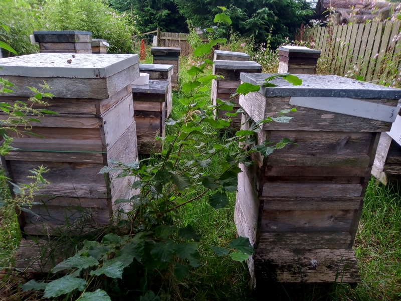 Melindwr Valley Bees, Tynyffordd Isaf